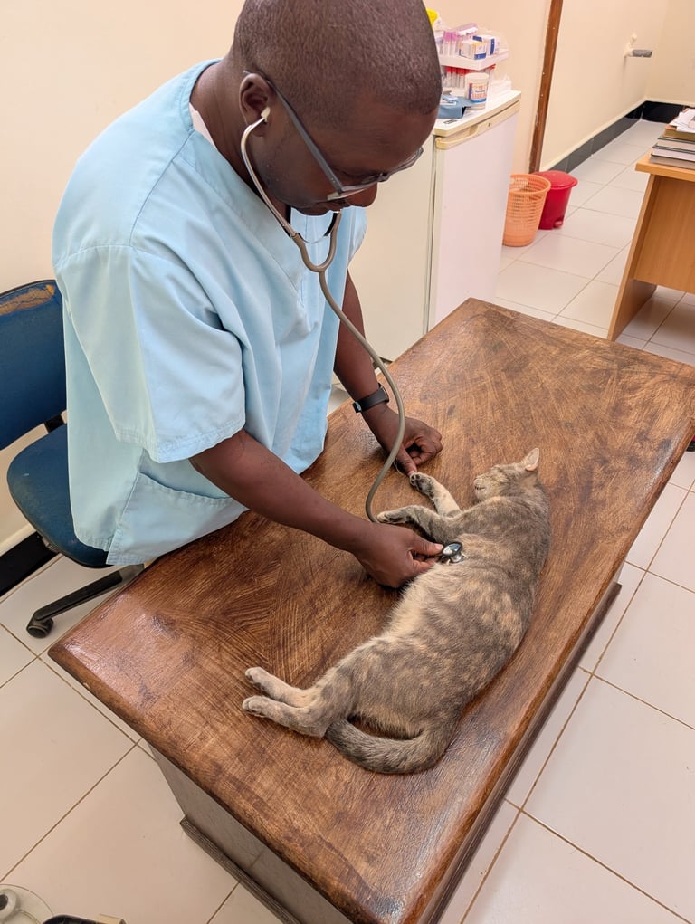 vet dr. peter is examine a cat with the stethoscope