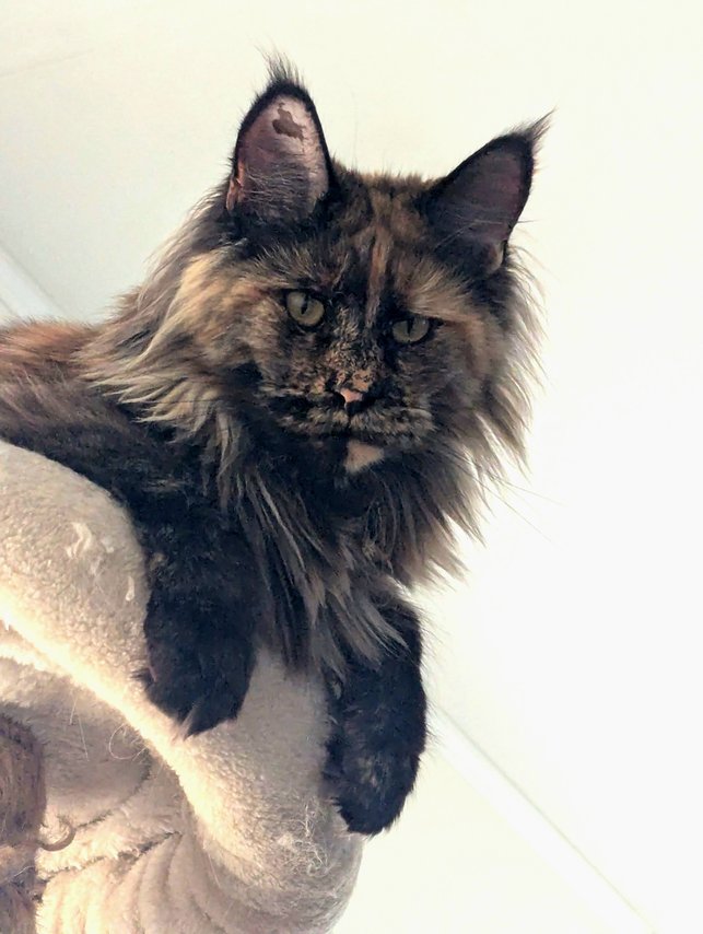 Ch Mountain Rose Freki CRW - female Tortoiseshell Maine Coon Cat