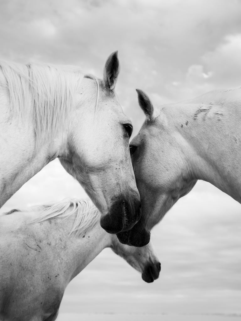 ethereal horse movement fine art photography Laura Mommicchi