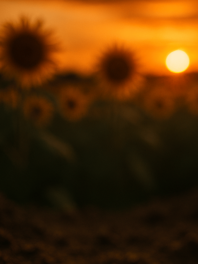 photograph of ants walking in the soil of a Kansas sunflower field
