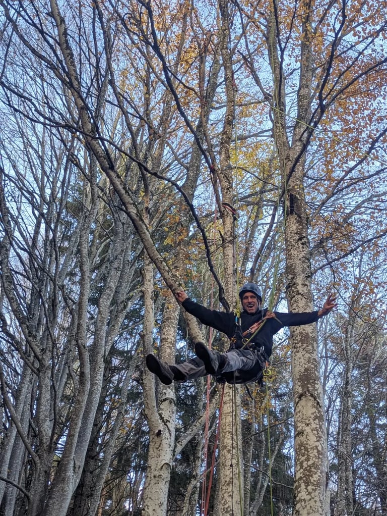 saut pendulaire forestier sur hêtre