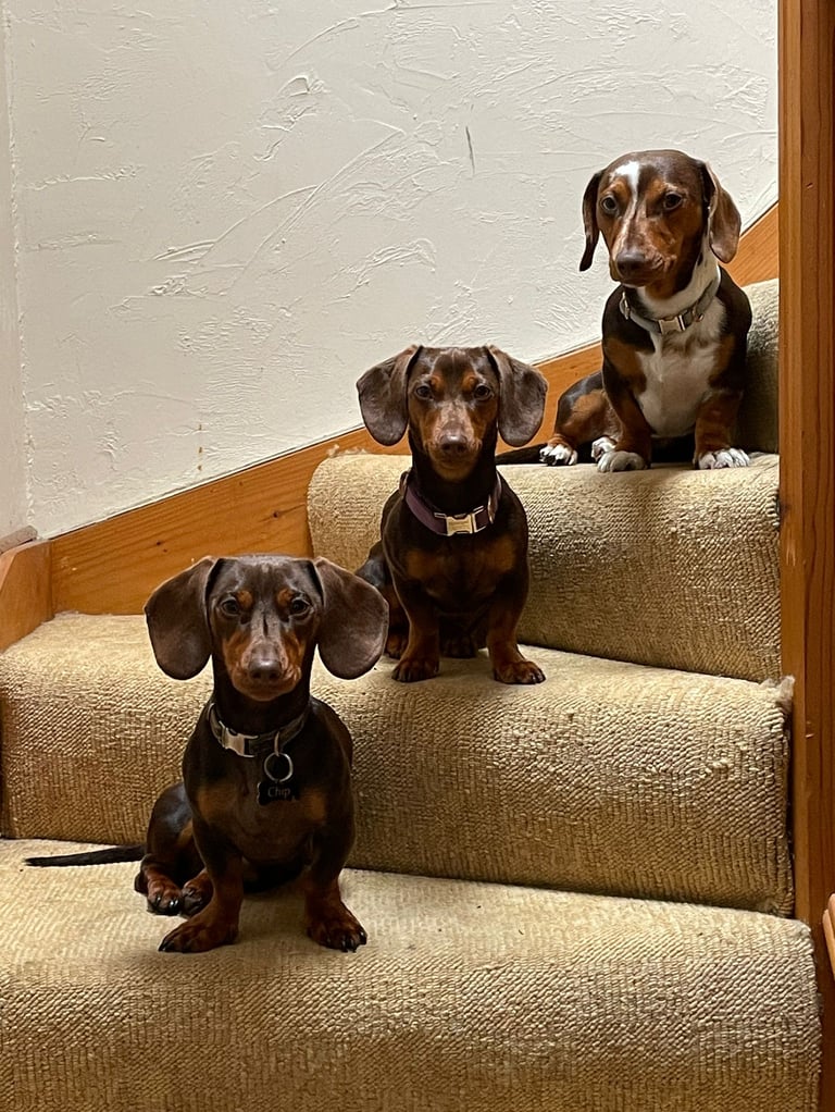 Chief Cuddle Officers - Dachshunds