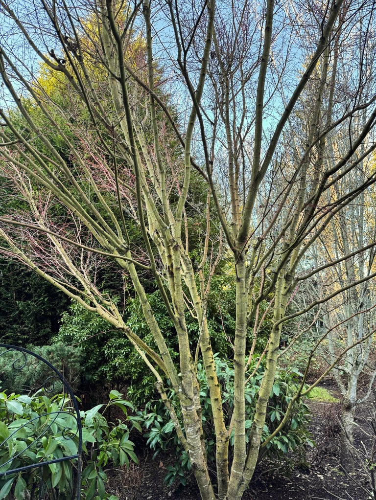 Tree pruning on a small, young fruit tree in a front yard