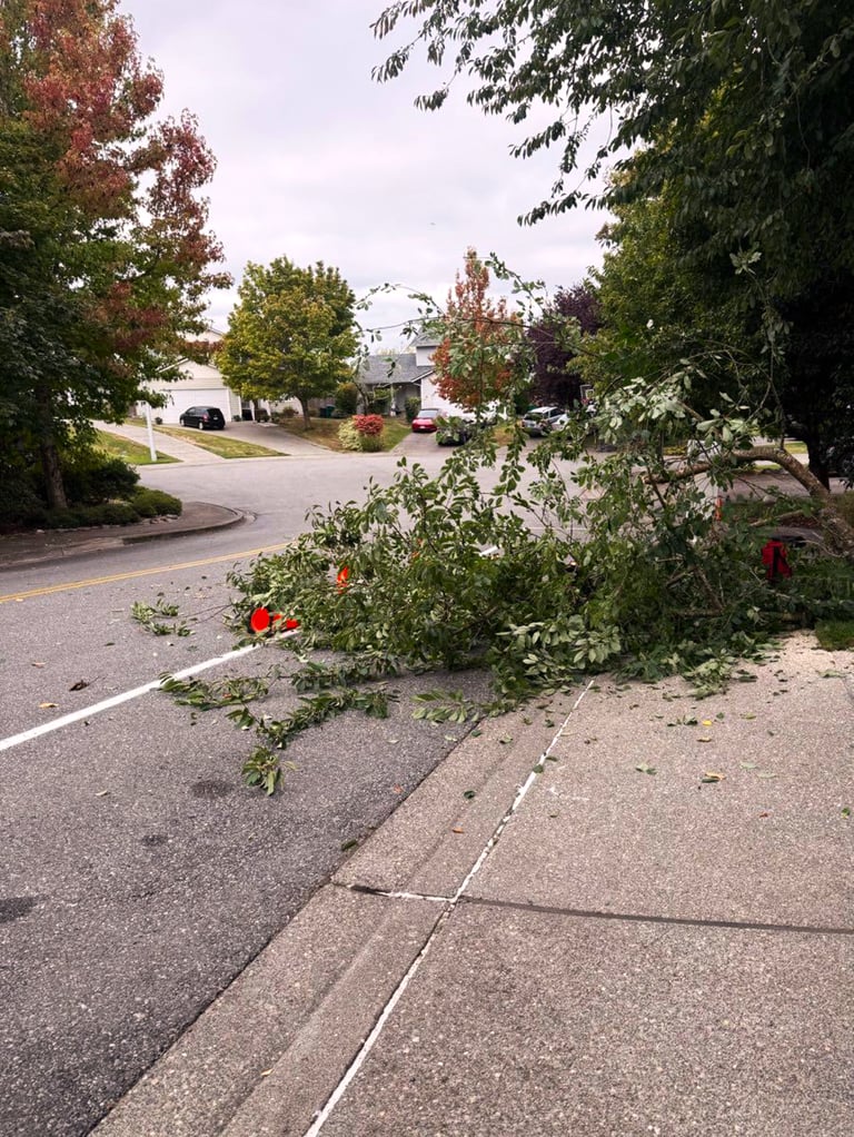 A felled tree in Cottage Lake, WA being cleaned up around safety eqipment
