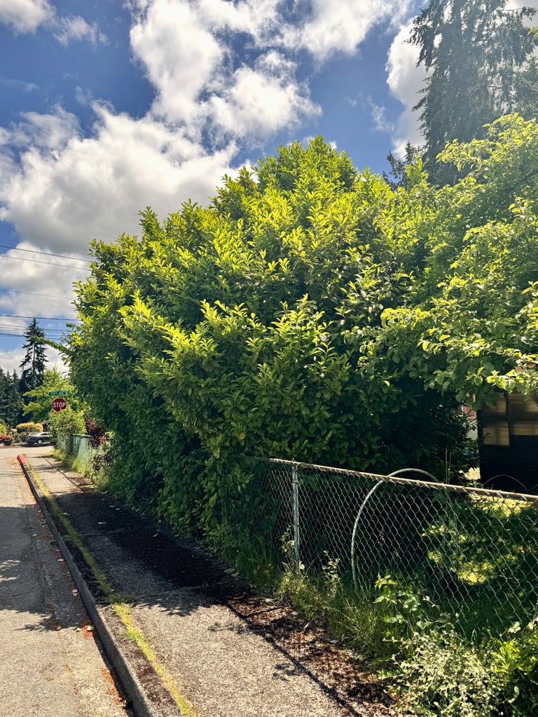 Overgrown tree on top of fence to be trimmed in Mill Creek Washington