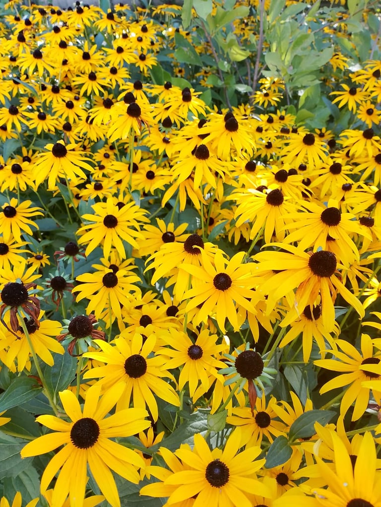 flowers italy house rent