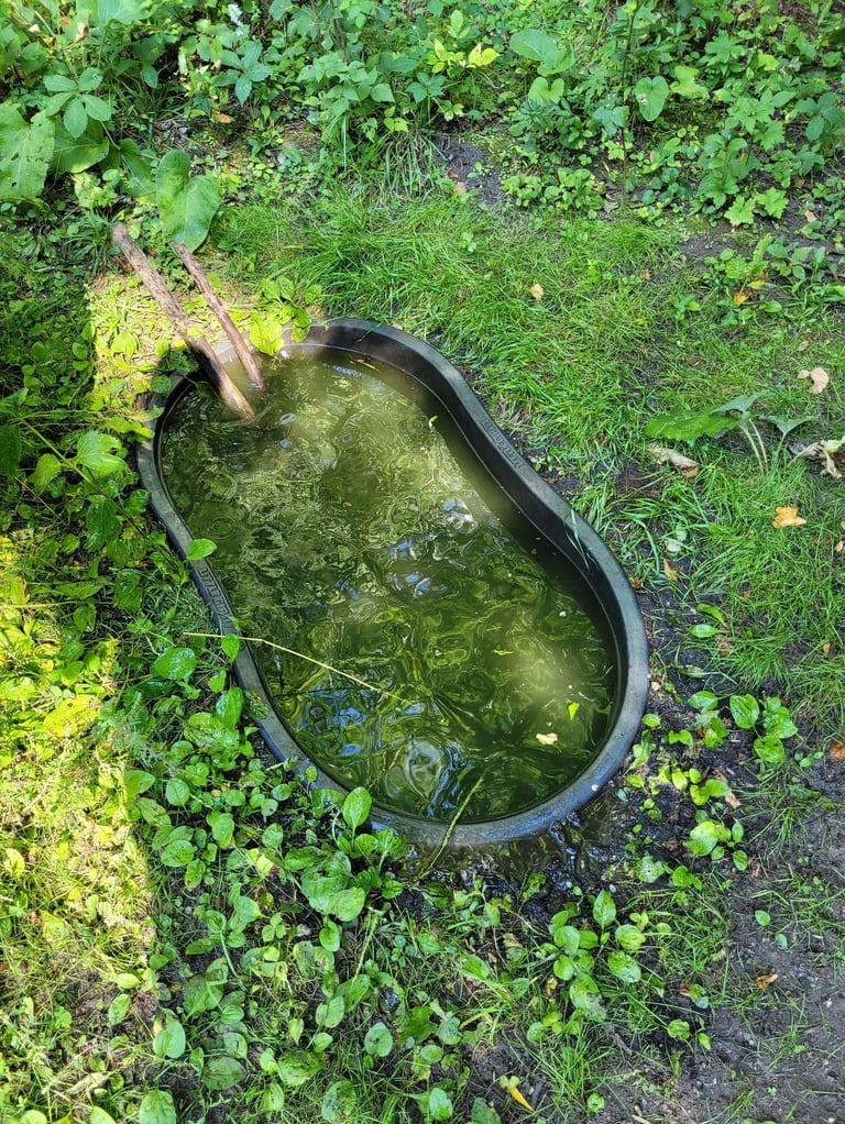 water hole for deer