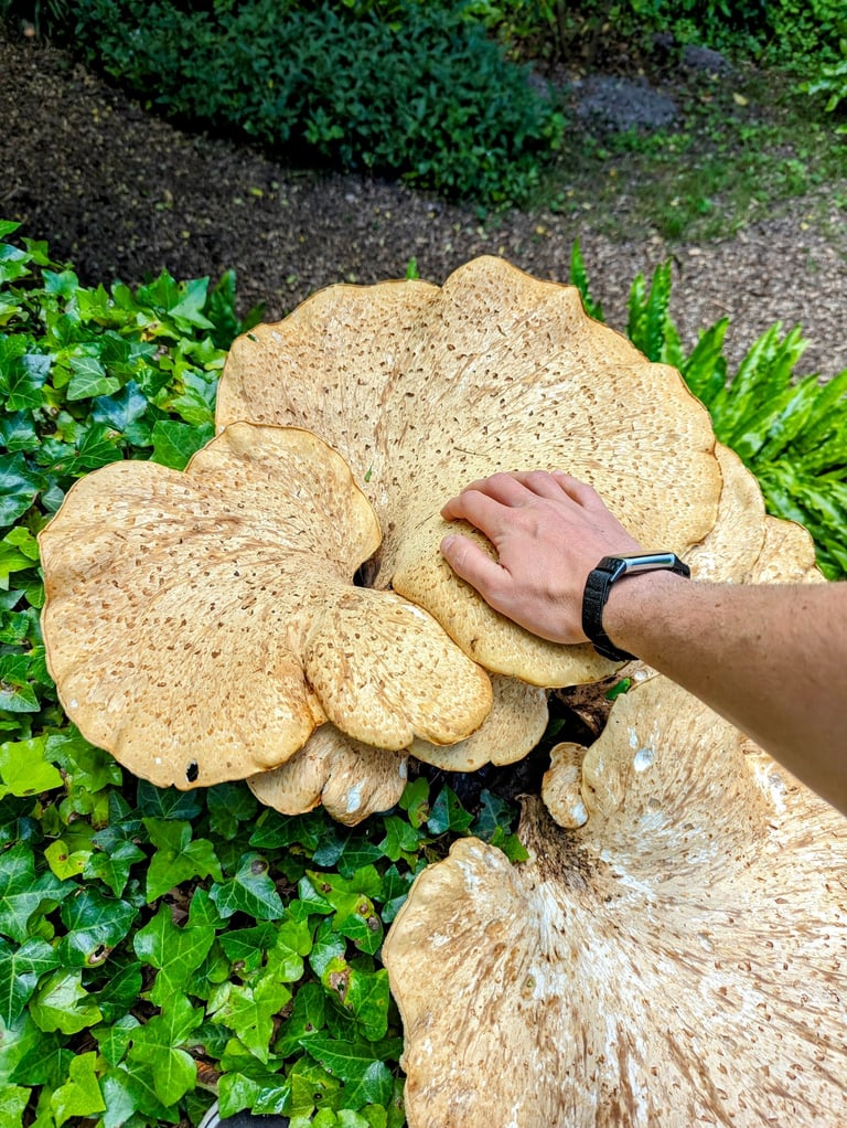 a person holding a mushroom on a tree stump. Dryads Saddle or Polyporus squamosus