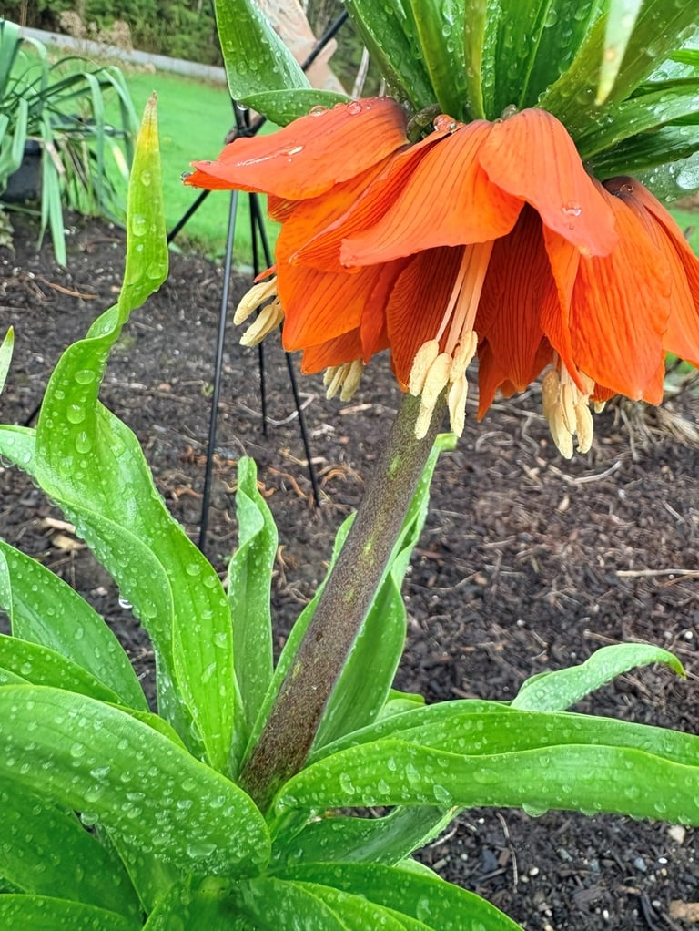 Orange crown imperial flower with raindrops on vibrant green leaves in a garden bed.