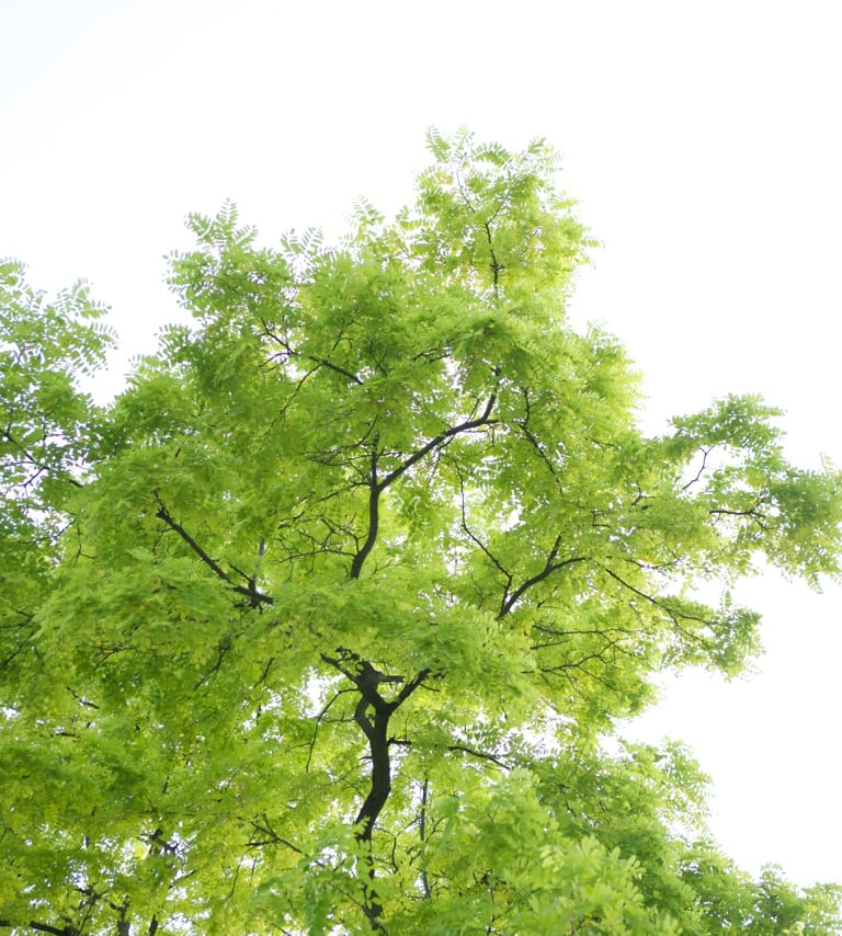 Tree with green leaves, symbolizing corporate well-being and growth
