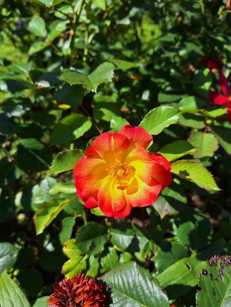 a dwarf bush with one flower in full sun