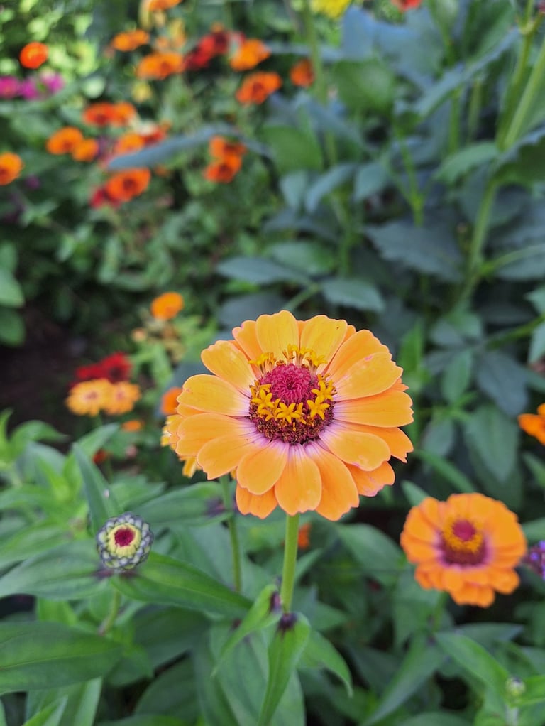 a full sun drought resistant plant with a flower