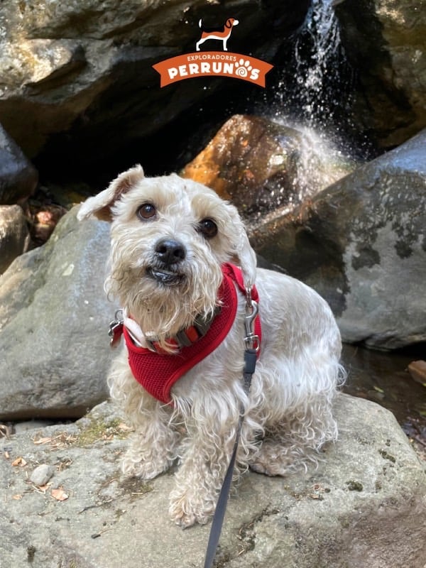 Un perrito blanco con un arnés rojo está sentado sobre unas rocas frente a una cascada en excursión
