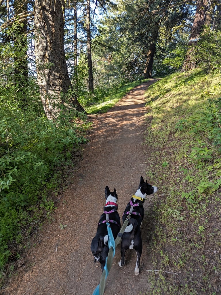 two happy dogs walking in the woods with a professional dog walker