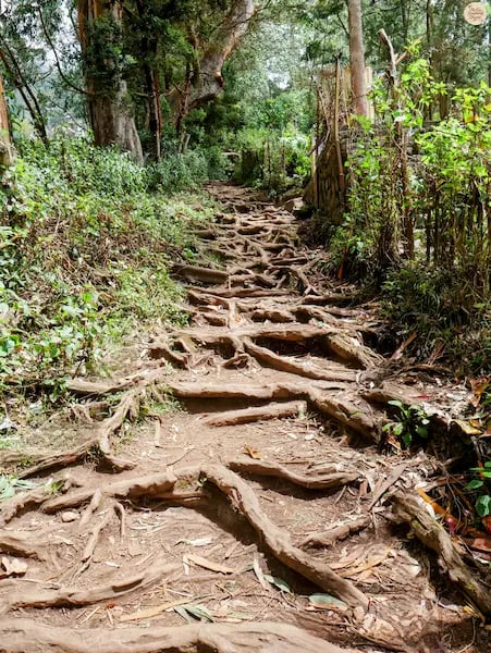 Trekking trail in Kodaikanal with gnarled root steps leading through the forest towards Dolphin’s Nose viewpoint.