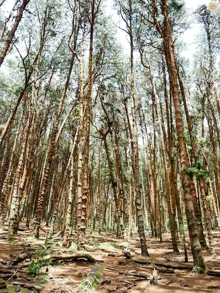 Tall pine trees stretching skyward in Kodaikanal Pine Forest.