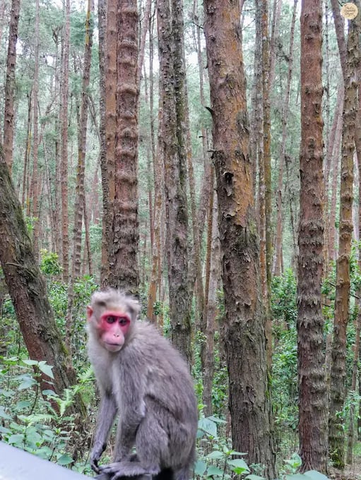 Kodai monkey sitting among tall pine trees in Kodaikanal Pine Forest.
