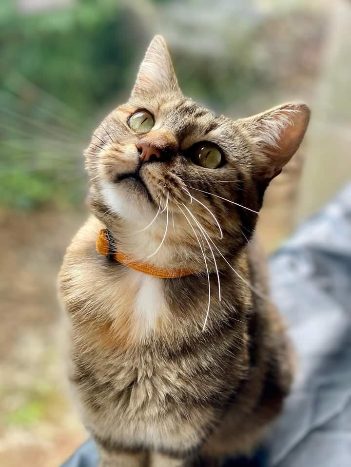 a cat sitting on a persons lap, looking up at the camera