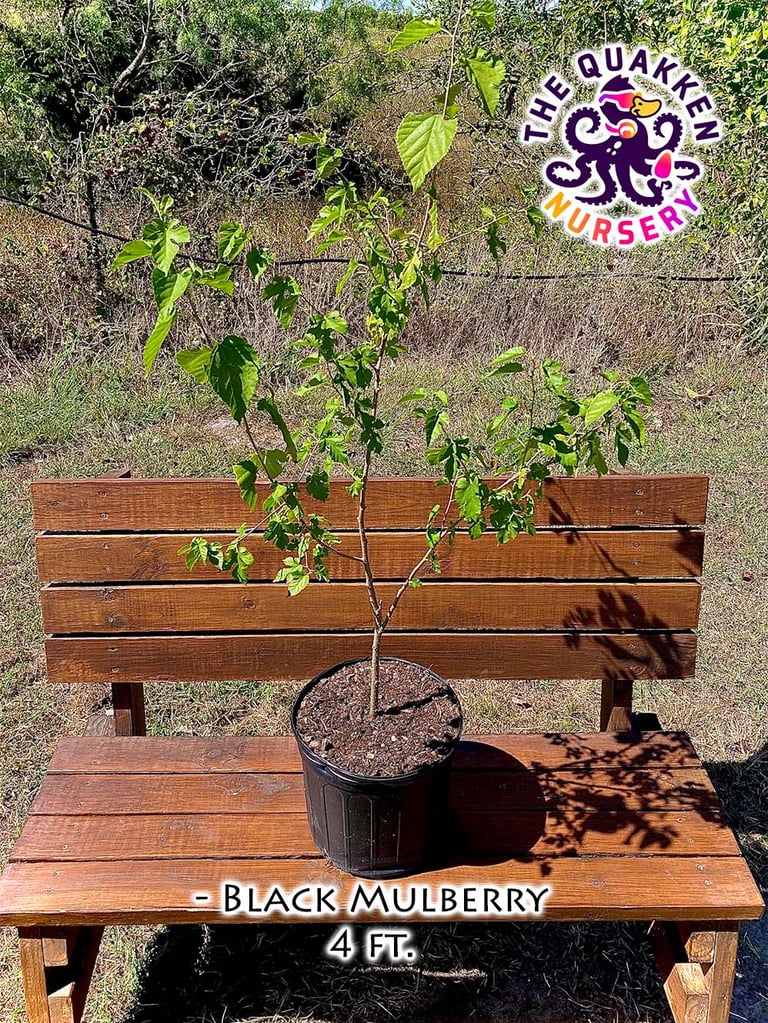 mulberry tree in a pot