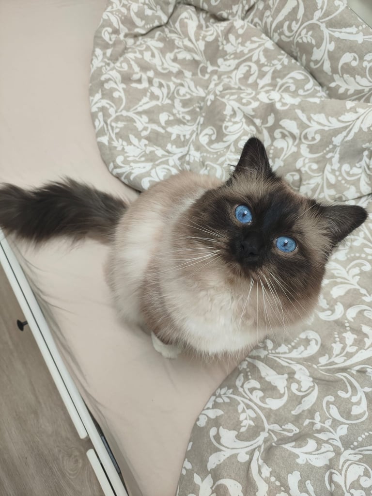 Sora - Sacré de Birmanie Seal Point