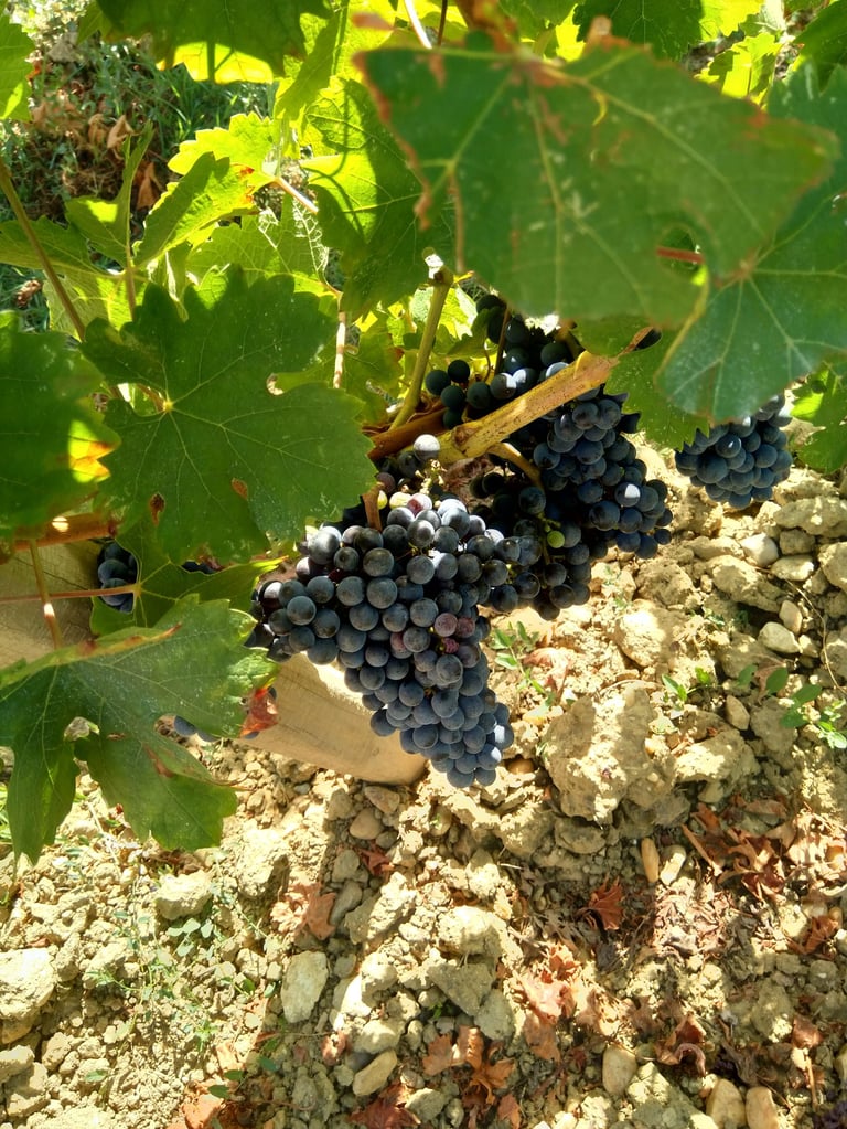 Red grapes ready to harvest