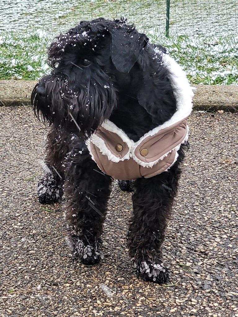 Vintus Schnauzer nain noir