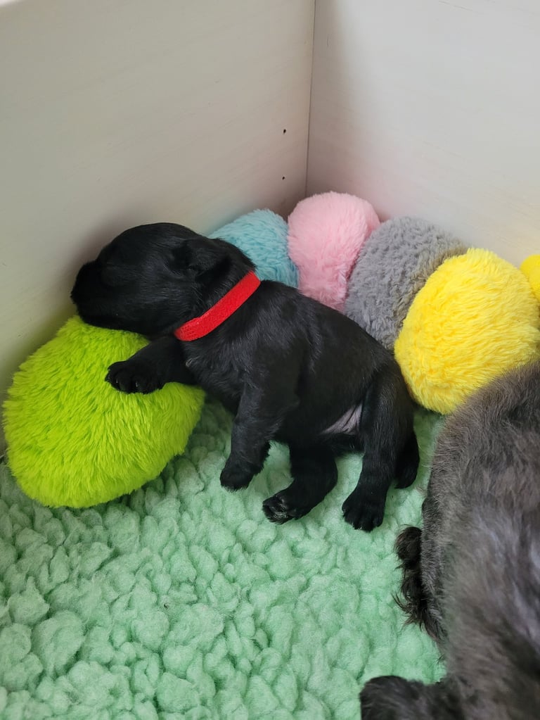 Chiot Schnauzer miniature