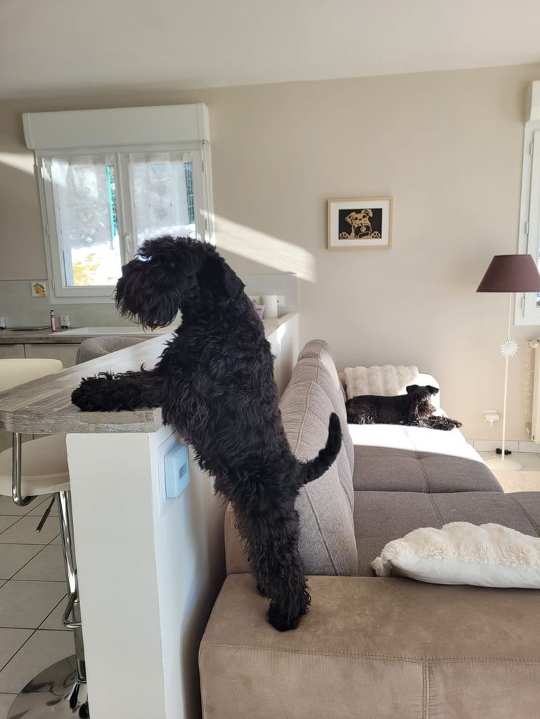 Vintus, étalon des Diamants Noirs d'Also