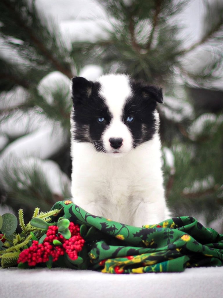 Yakutian laika puppies
