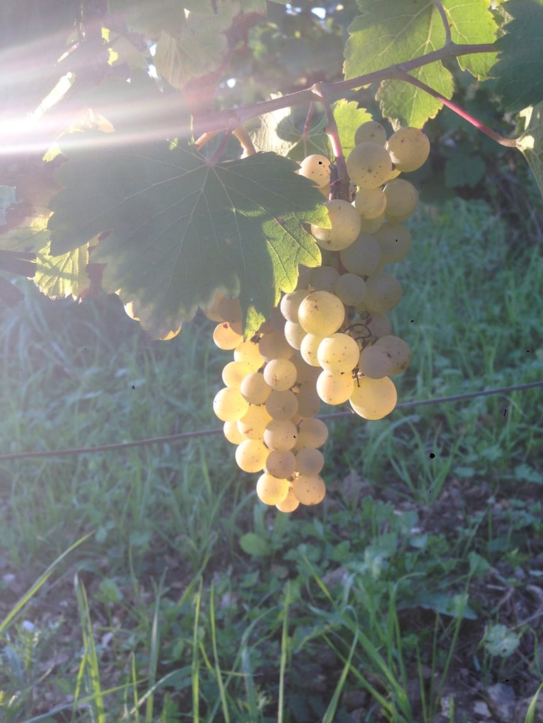 Vigne, raisin Amboise, Montlouis, AOP Touraine Amboise, Montlouis, Touraine