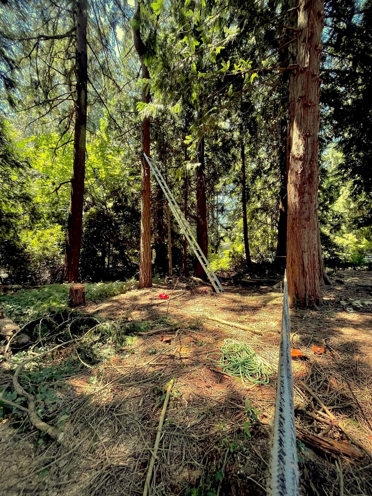 A tree removal being set up with rigging rope in Woodinville, WA