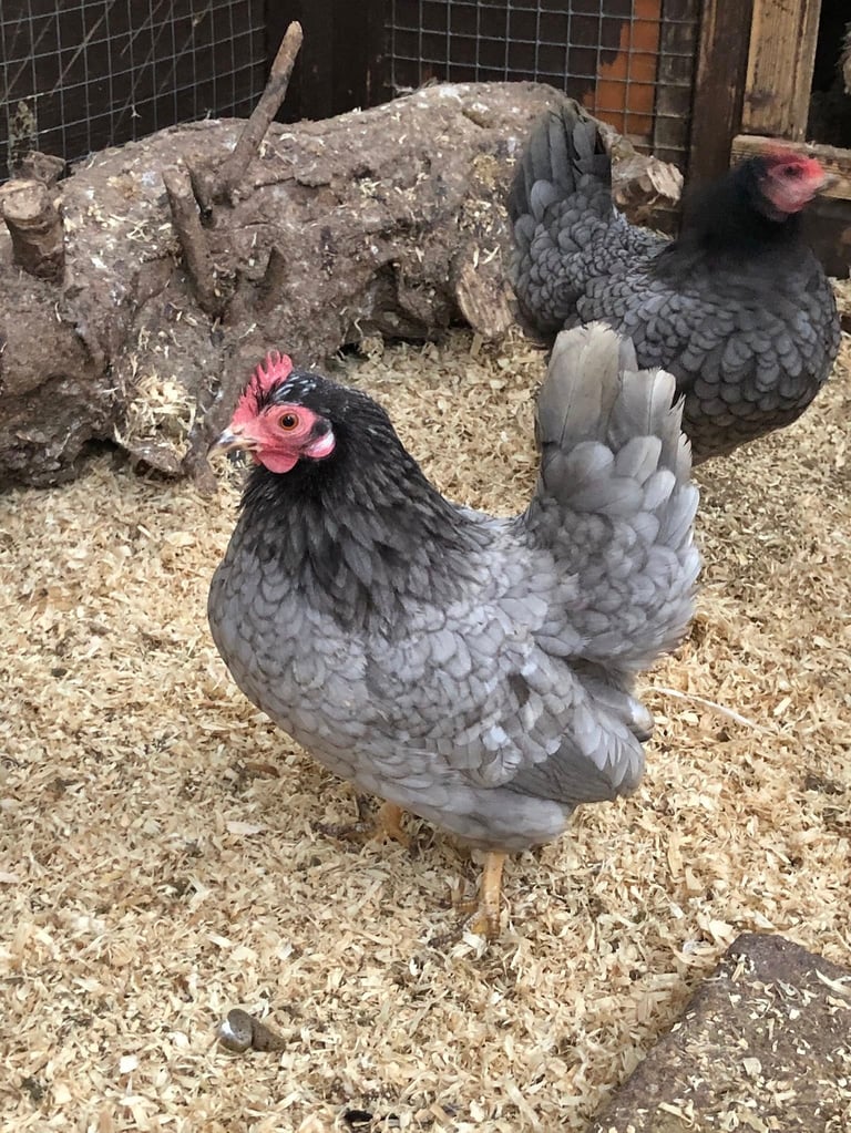 smooth, silkied and frizzled serama eggs from quality serama hens