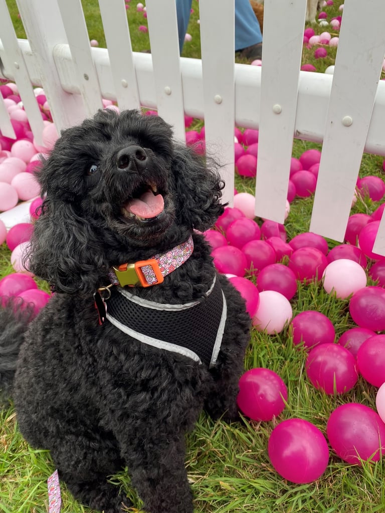 Happy black poodle wearing a harness sitting in a pink ball pit by a white picket fence.