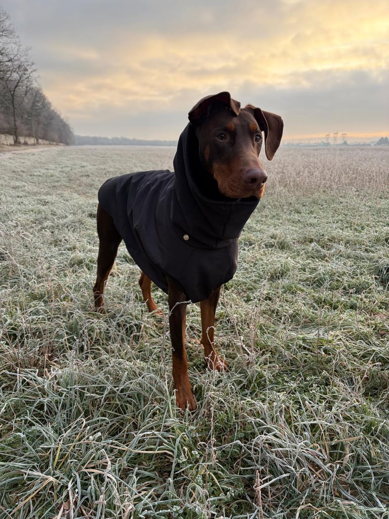 Un Doberman marron feu dans un champs