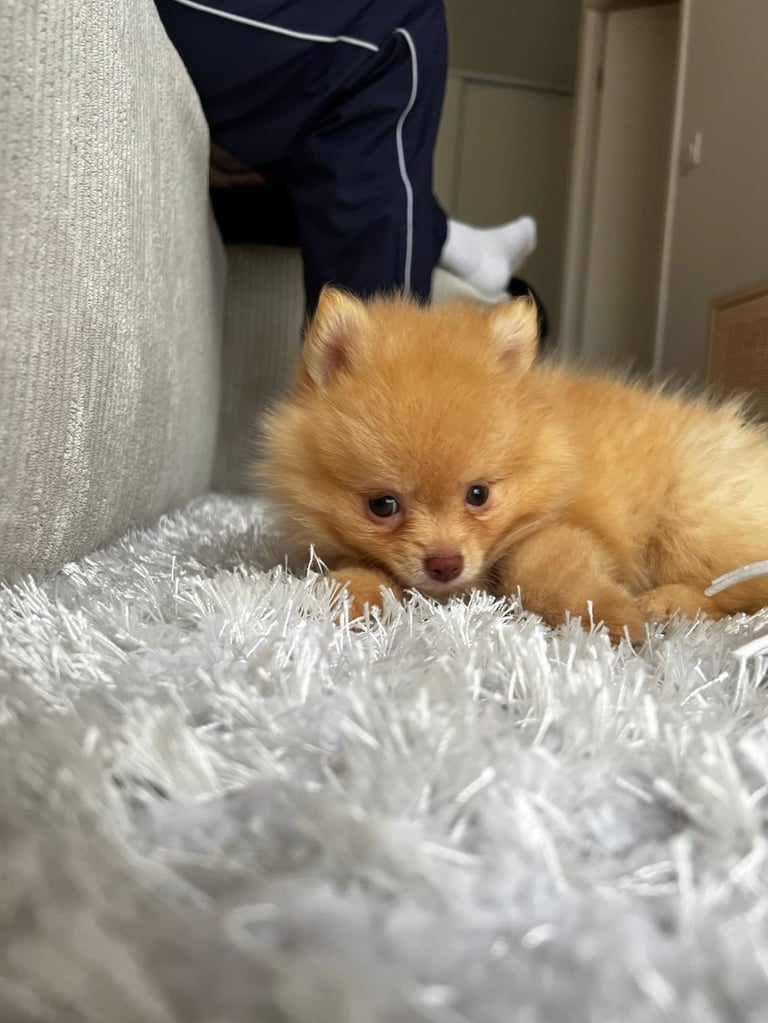 Un petit chiot Poméranien orange allongé sur un tapis blanc