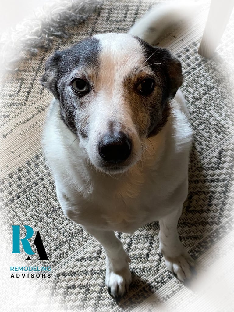 Dog mascot of Remodeling Advisors bringing joy to our Austin-based home remodeling consulting team