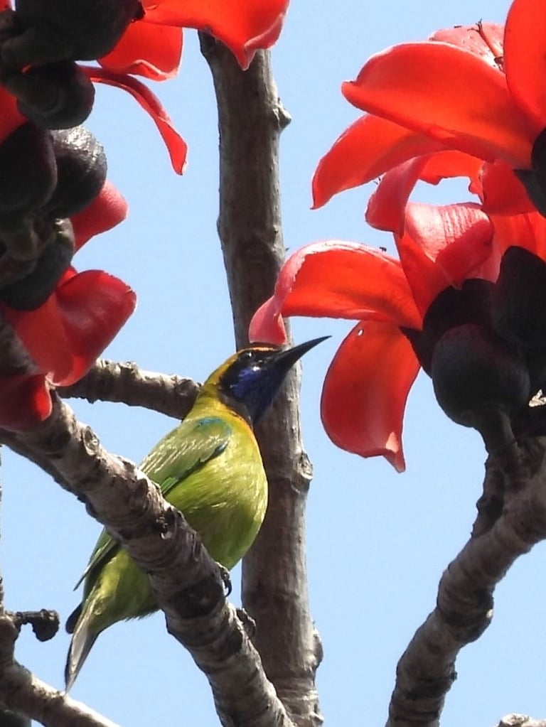 sunbird in Bardiya