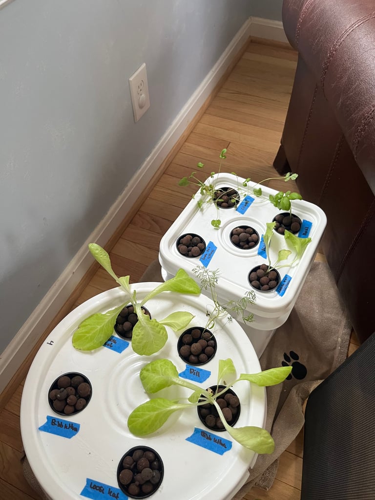 Cilantro and lettuce seedlings in a hydroponic grow bucket