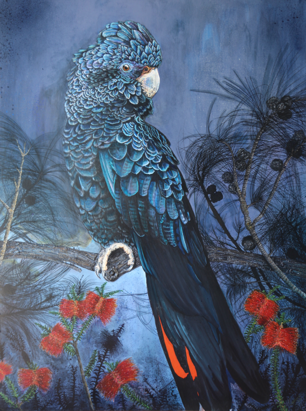 A male Red-tailed Black Cockatoo — Barrong in Noongar — sits within a sheoak.