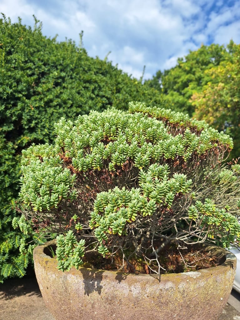 a small evergreen shrub with miniature leaves