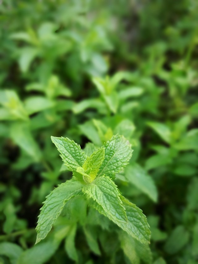 one leafy herb that is growing in a garden