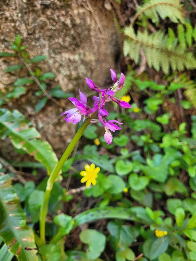 orchidée sauvage Féminin Sacré