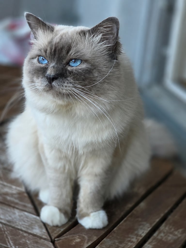 Blåmasket Hellig Birma Hannkatt - Safir