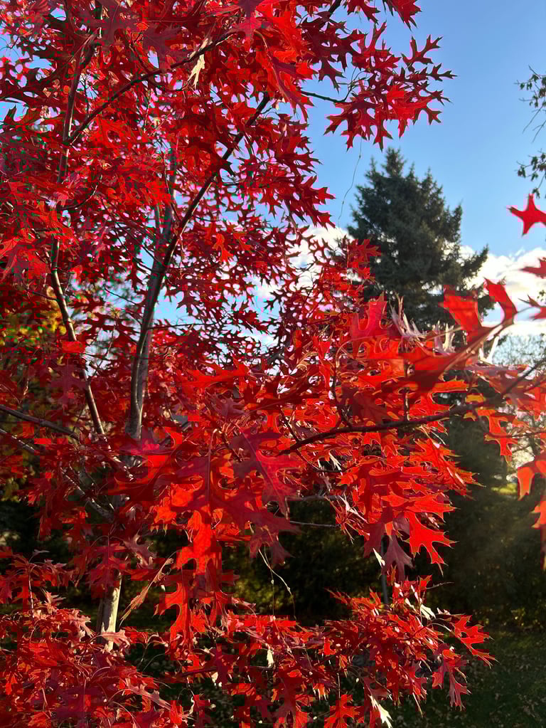 Northern Pin Oak fall color