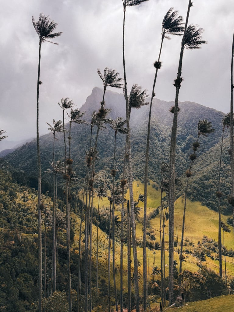 Cocora Valley in Salento, Colombia