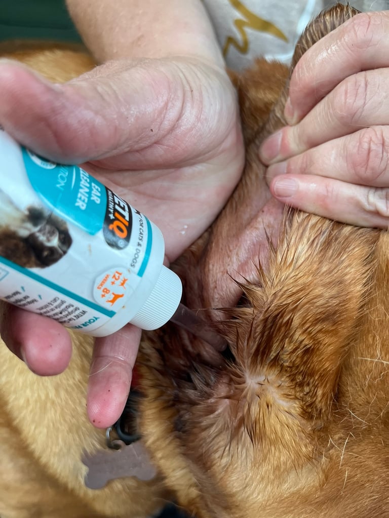 Step 2: Carefully applying Ear cleaning solution into the ear canal