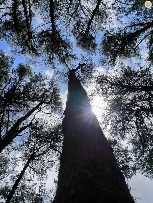 Sun rays piercing tall pine trees in Kodaikanal pine forest.