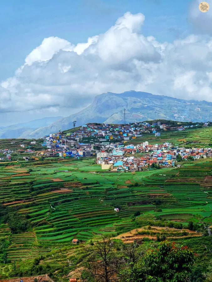 Lush terraced fields in Poombarai village, Kodaikanal, cascading down the hills.