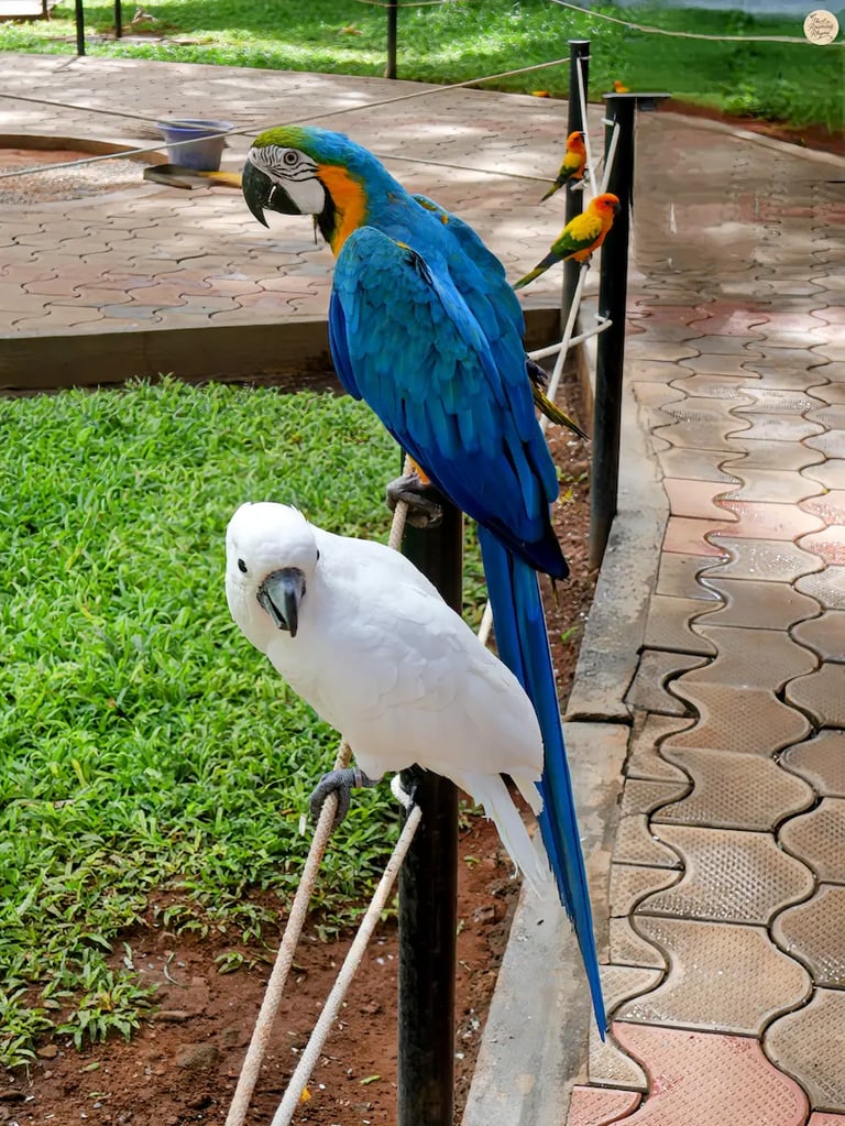 Blue and white macaw with other colorful exotic birds at Rajali Bird Park, Thanjavur