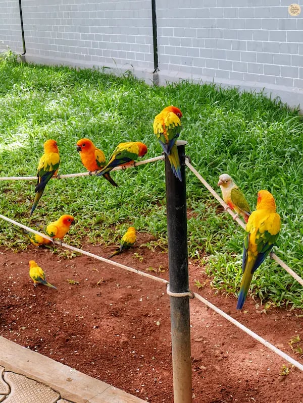Brightly feathered birds resting on a rope at Rajali Bird Park, Thanjavur